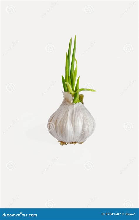 Image result for Sprouting Garlic
