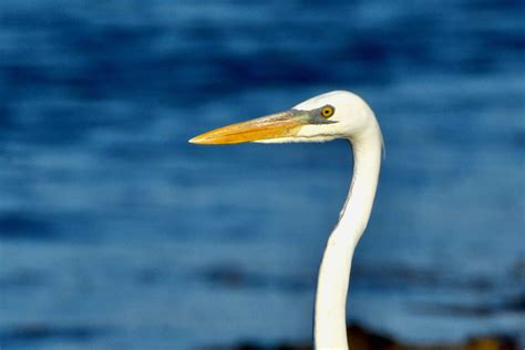 Great White Heron