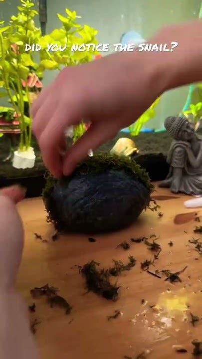 Image result for DIY Java Moss Decorations