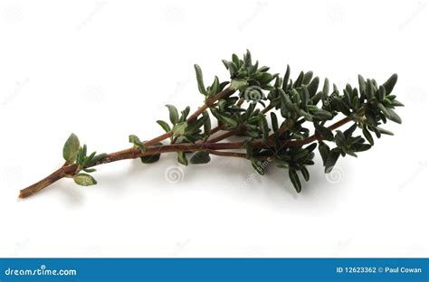 Sprig of thyme stock photo. Image of food, flavoring - 12623362