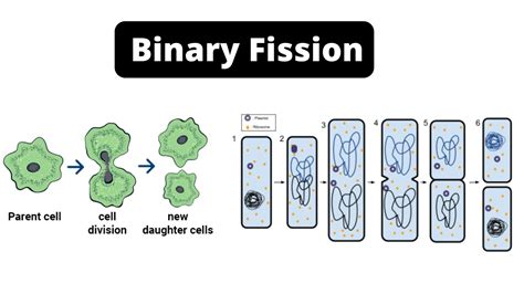 Image result for Binary Fission Examples