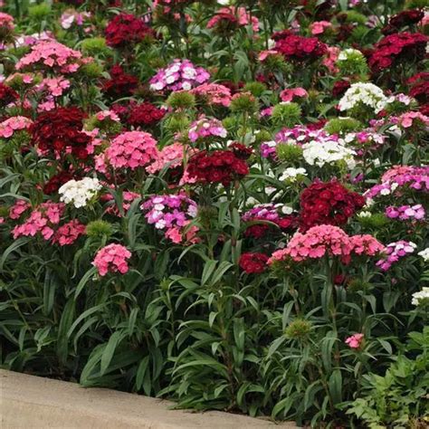 Dianthus Dash Mix Flower Seeds – ChhajedGarden.com