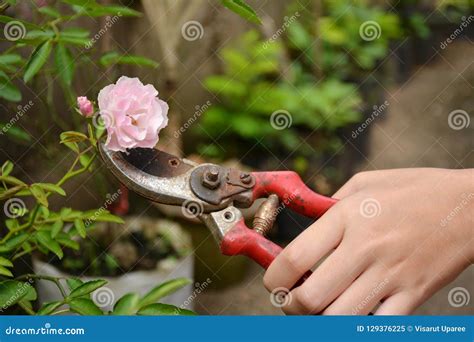 Rose Pruning Scissors