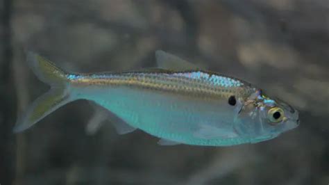 What Fish Eats Bass - are they safe to eat