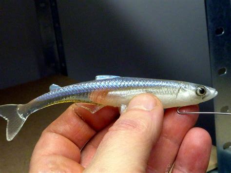 [100+] Smelt Wallpapers | Wallpapers.com