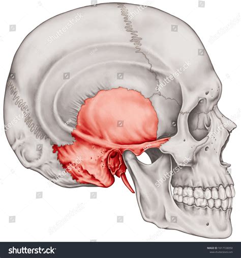 Temporal Bone Anatomy