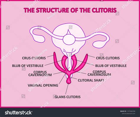 8 張 Pudendal cleft 圖片、庫存照片和向量圖 | Shutterstock