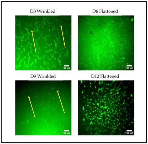 Fabrication and Characterisation of Hydrogels with Reversible Wrinkled ...
