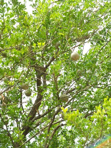 Why You Should Grow Wood Apple Trees in Your Garden — Mahindra Nursery