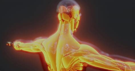 Animated Human Body 的图像结果