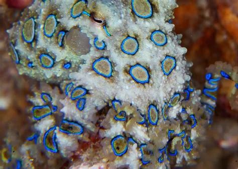 Image result for Blue-Ringed Octopus Behavior