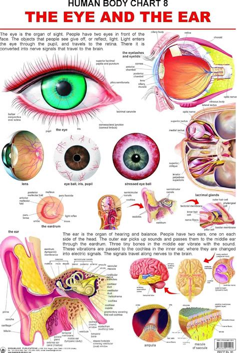 Buy The Eye & the Ear Educational Wall Chart for Kids – 48 x 73 cm ...