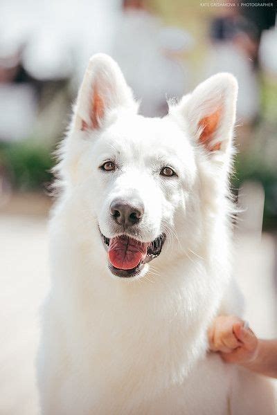 14 curious facts about white german shepherds – Artofit