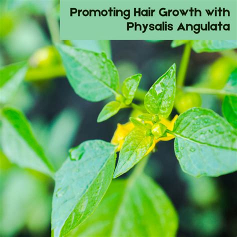 The Hair Benefits of Physalis Angulata Extract | Clinikally
