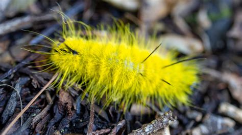 'Don't touch' the cute and fuzzy yellow caterpillars that have cropped ...