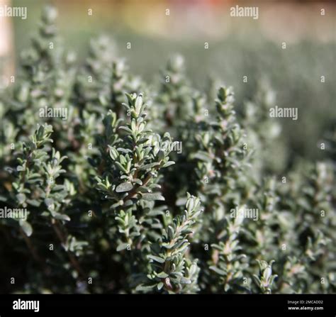 Thyme lemon herb hi-res stock photography and images - Alamy