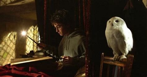 Owls Are In Danger As Asians Are Getting Them As Pets After Their Harry ...