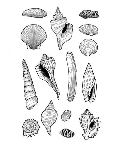 Shell Drawing 的图像结果