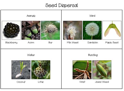 Seed Dispersal Examples 的图像结果