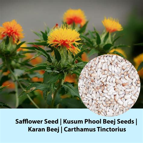 Safflower Seed | Kusum Phool Beej Seeds | Karan Beej | Carthamus Tinct ...