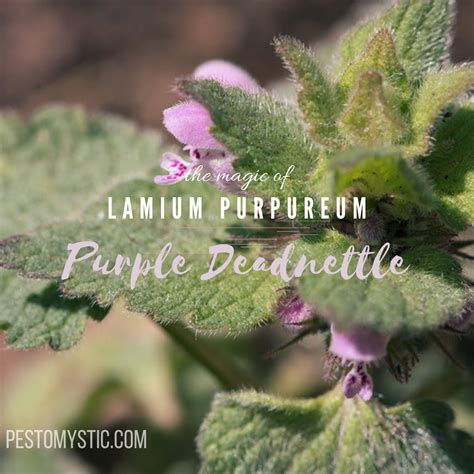 The Magic of Purple Deadnettle – Pesto.Mystic