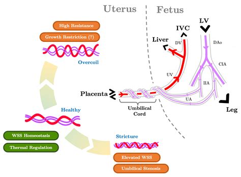 Recasting Current Knowledge of Human Fetal Circulation: The Importance ...