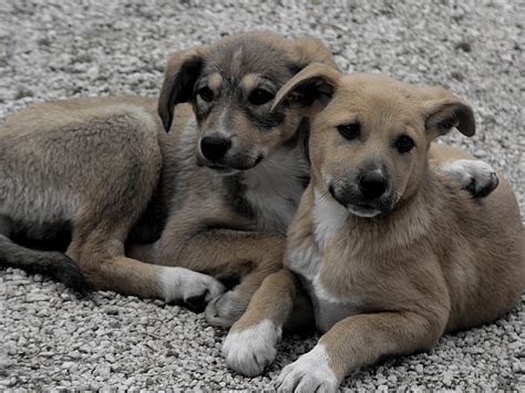 Image result for Cockapoo Puppy Weight Chart