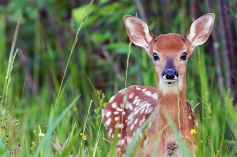 Marselisborg Deer Park (Marselisborg Dyrehave) in Aarhus - Go Guides