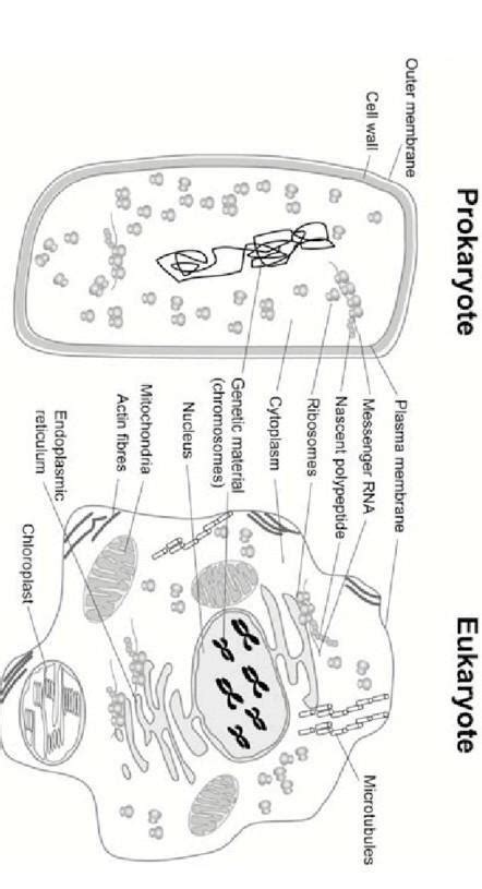 difference between eukaryotic and prokaryotic cell - Brainly.in
