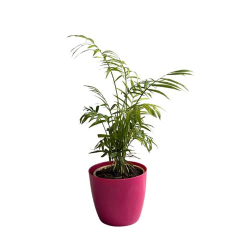 Areca Palm Plant — Kadiyam Rajasri Nursery Exports