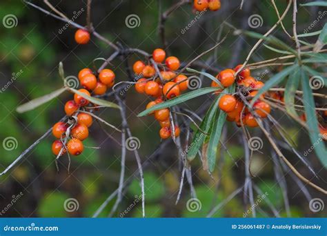 Sea Buckthorn Growing On A Tree Close Up Hippophae Rhamnoides . Sea ...