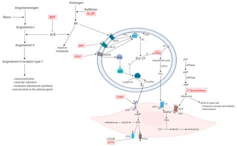 Hypotensive Snake Venom Components—A Mini-Review