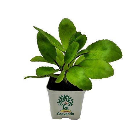 Seedtrees Patharchatta plant, patharkuchi plant, Bryophyllum Pinnatum ...