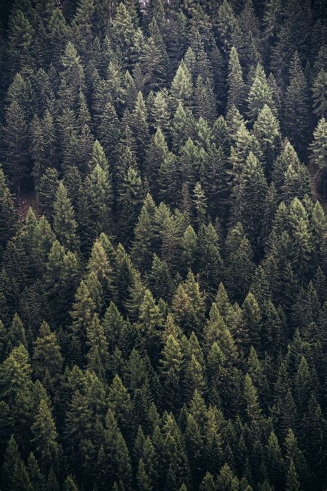 Download wallpaper 800x1200 forest, trees, aerial view, needles, pines ...