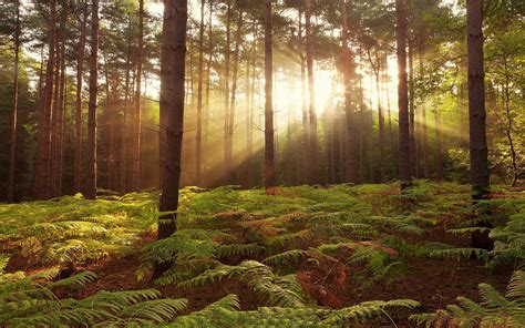 birch, plants, nature, ferns, sun rays, forest, trees, HD Wallpaper | Rare Gallery