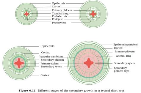 explain secondary growth in dicot root with a diagram. - Brainly.in