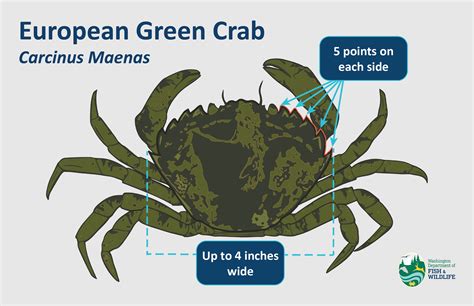 European Green Crab Invasive