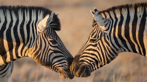 Bing Zebra Wallpaper 的图像结果