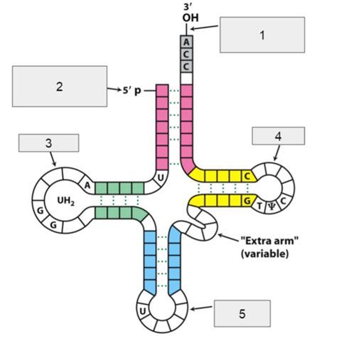 Image result for Human Genetic Code