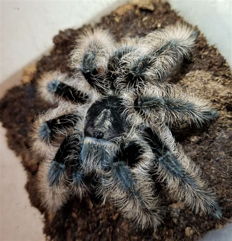 What Size Enclosure For Rose Hair Tarantula at Henry Hamill blog