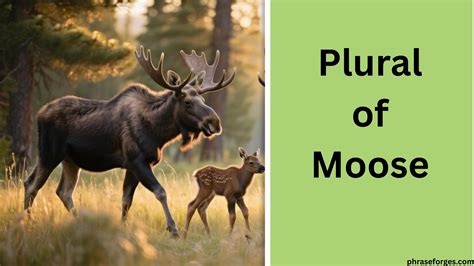 How to Use Moose Plural (Explained, Examples & Worksheet) - Phrase Forges