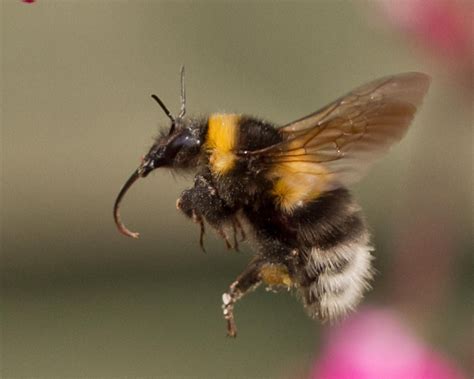 Garden Bumble Bee in Flight | Bumble bee, Bee, Bumble bee honey