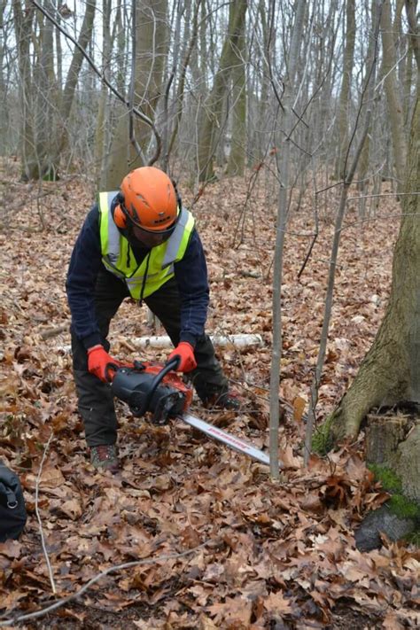 Image result for Face Cut Tree Felling