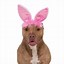 Image result for Black Bunny Ears