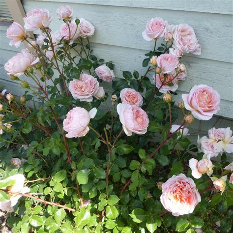 Abraham Darby ® | Plants | Garden Rose Bush – Famous Roses World