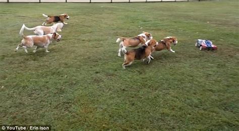 Image result for Beagles Chasing Remote Control Car