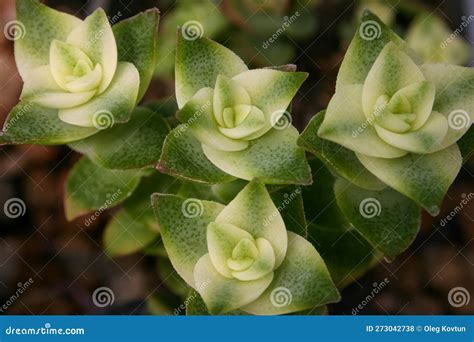 (Crassula Perforata, Crassulaceae) Succulent Plant with Succulent Leaves Stock Photo - Image of ...