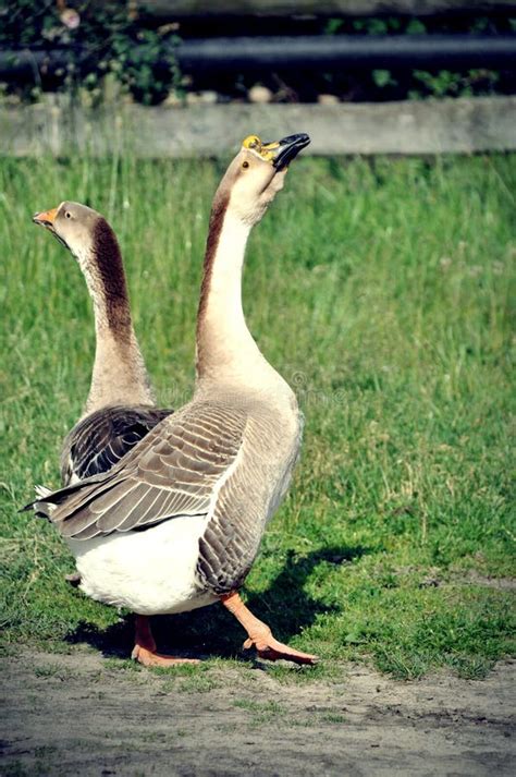Image result for Goose Sim