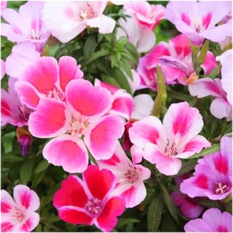 Buy Golden Hills Godetia Azaleaflora Mix Flower Seeds - KisanShop