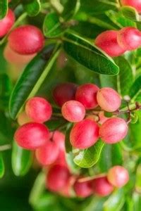 ARYAN EVERGREEN Karonda Plant Price in India - Buy ARYAN EVERGREEN ...